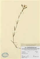 藏品(蠅子草)的圖片